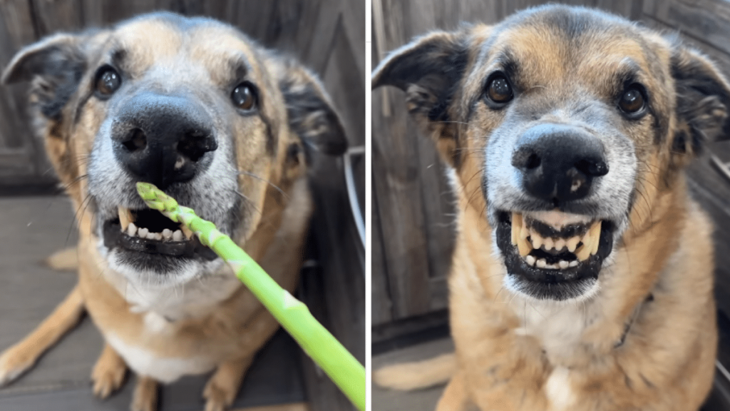 dog rating food video