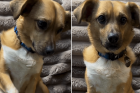 funny dog video
