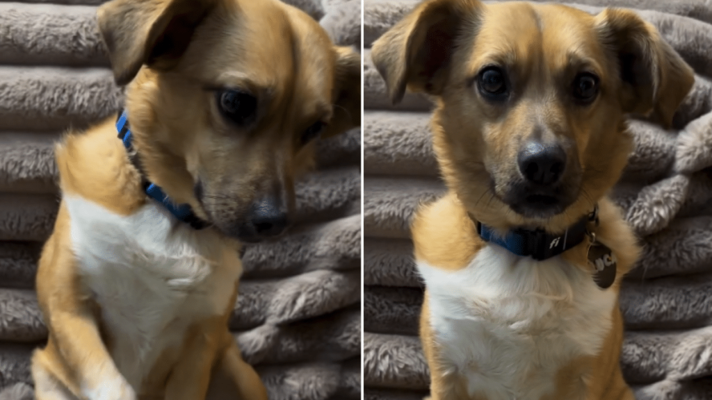 funny dog video