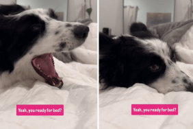 cute dog video