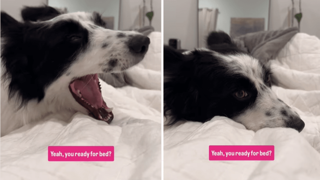 cute dog video