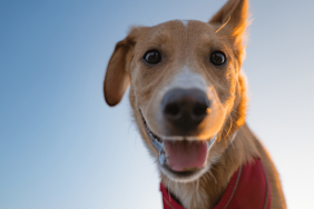 Dog DNA test