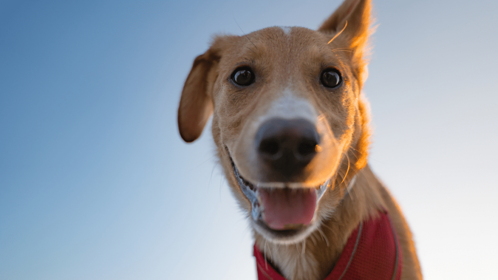 Dog DNA test
