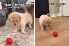 puppy fighting spiky ball