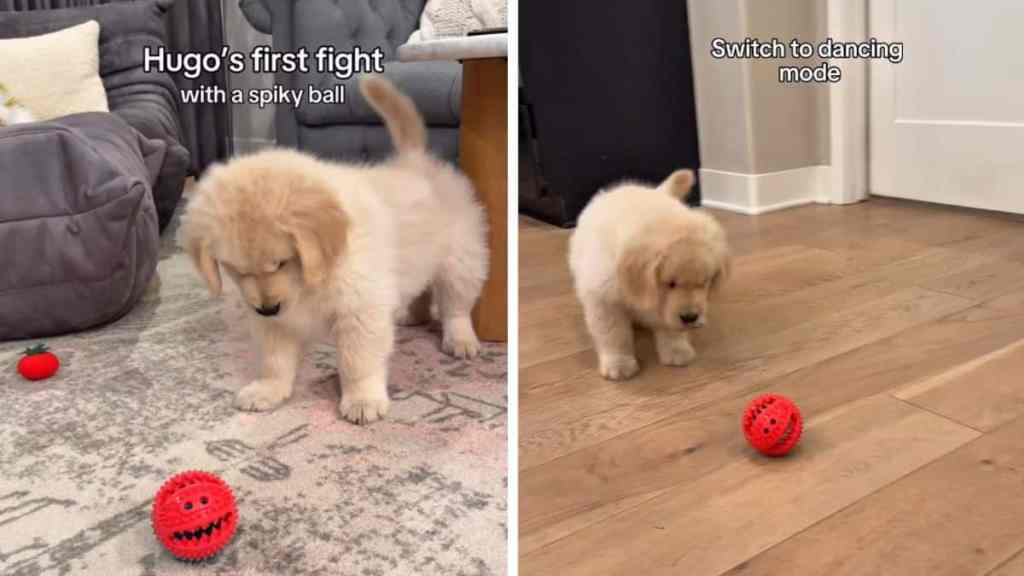 puppy fighting spiky ball