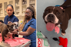 rescue dog video