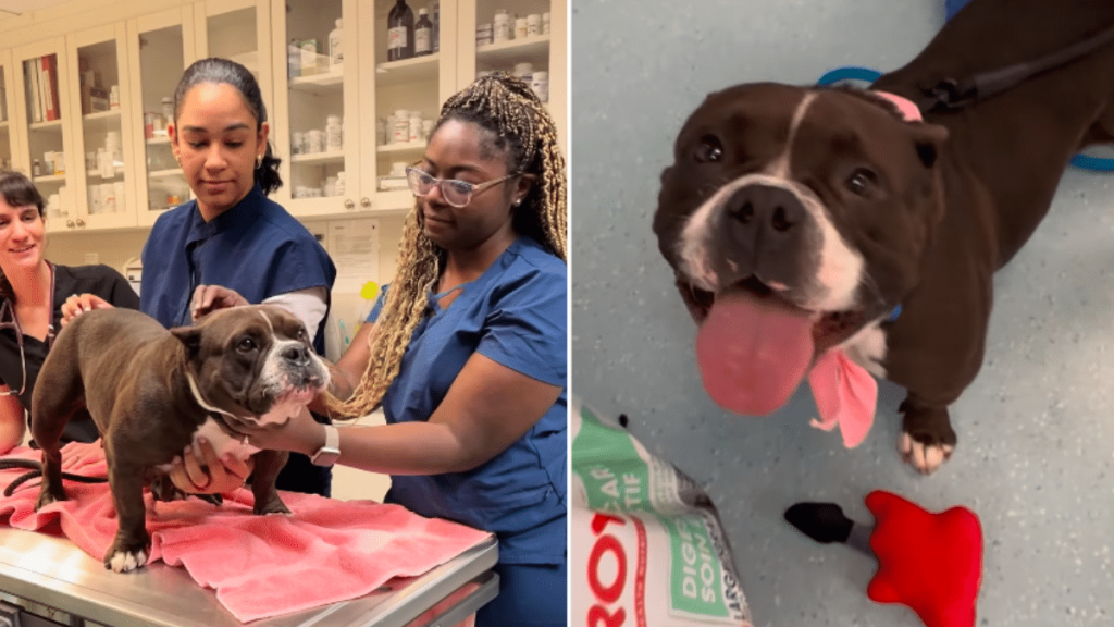 rescue dog video