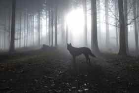 Silhouette of wolf standing against trees in forest.