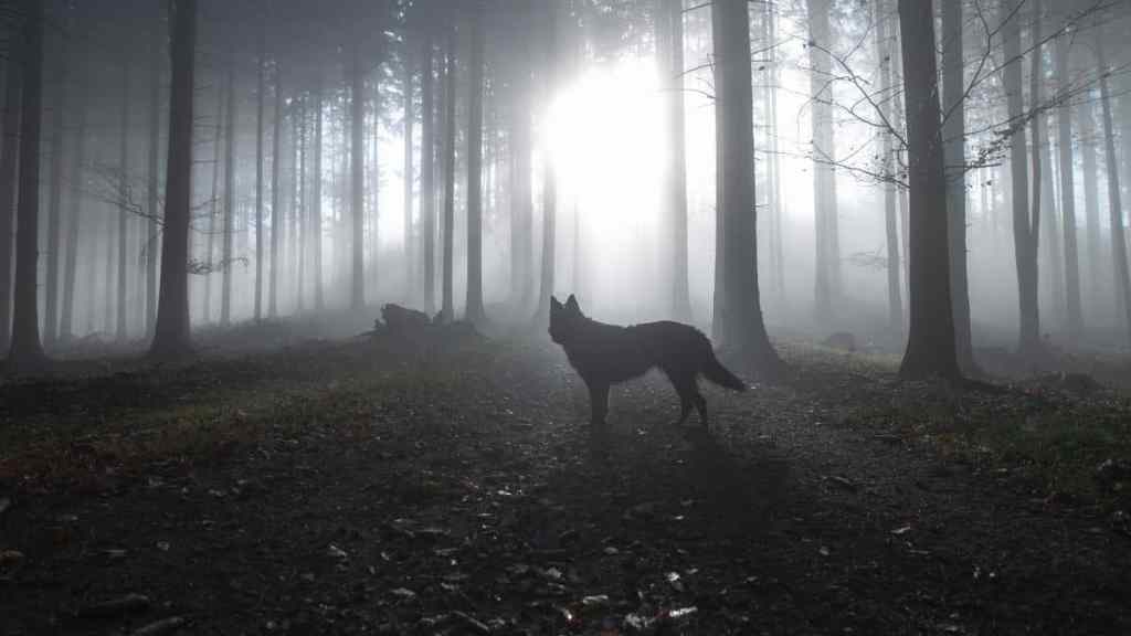 Silhouette of wolf standing against trees in forest.