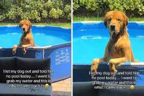 dog pool video