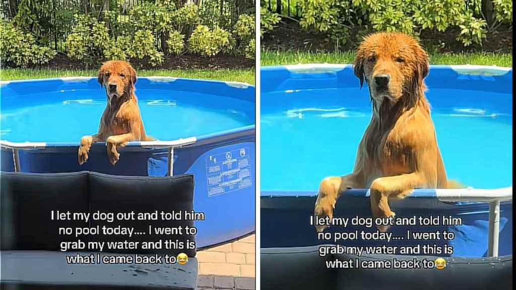 dog pool video