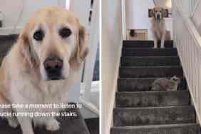 dog sounds running down stairs