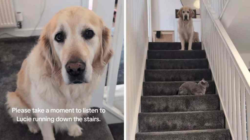 dog sounds running down stairs