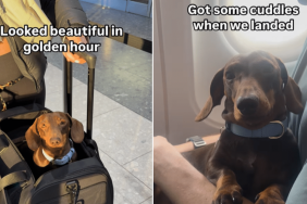 Dachshund dog video