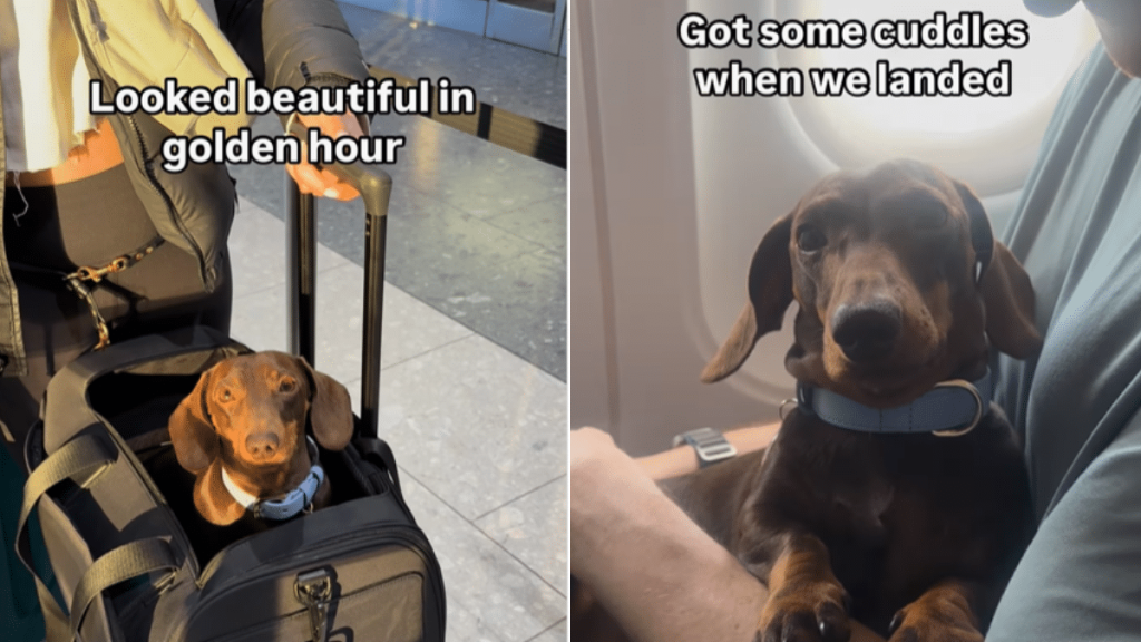 Dachshund dog video