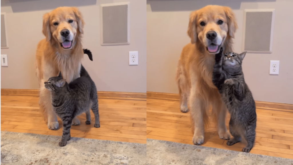 Dog and cat video
