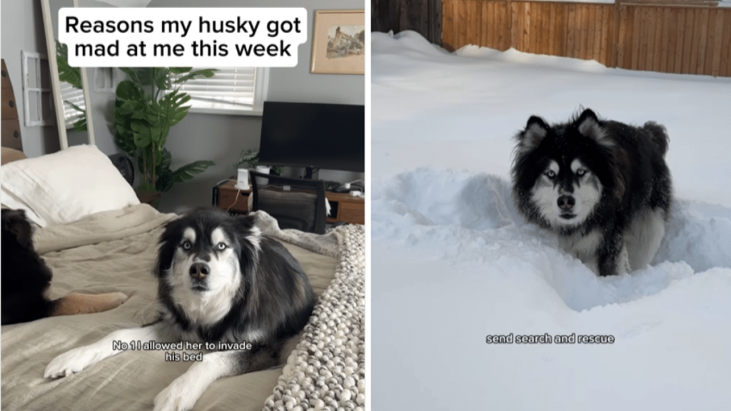 husky dog funny video