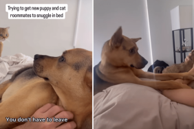 rescue dog video