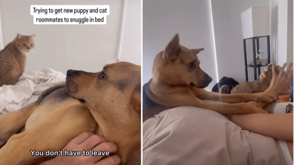 rescue dog video