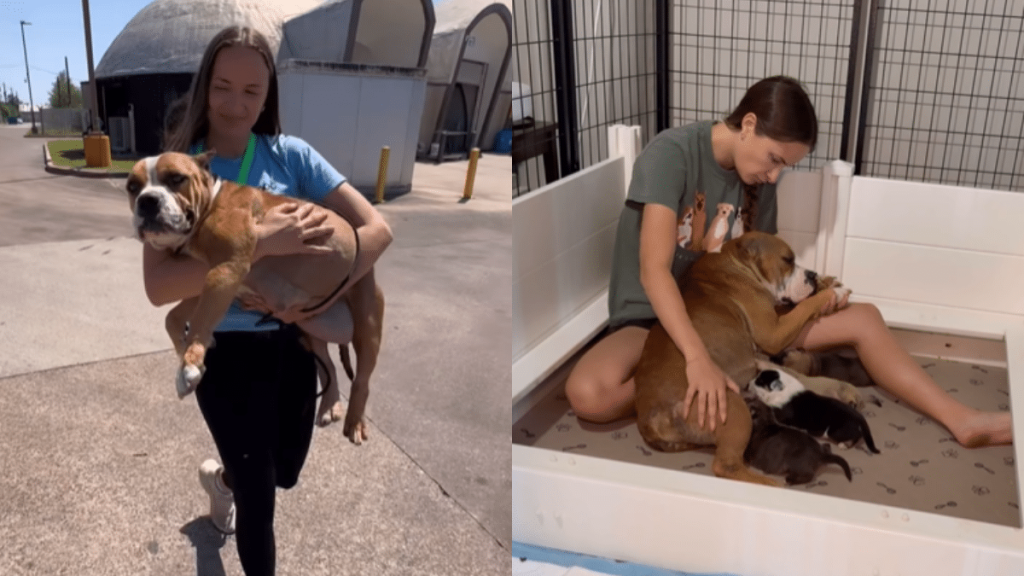 shelter mama dog video