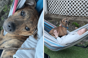 foster dog video