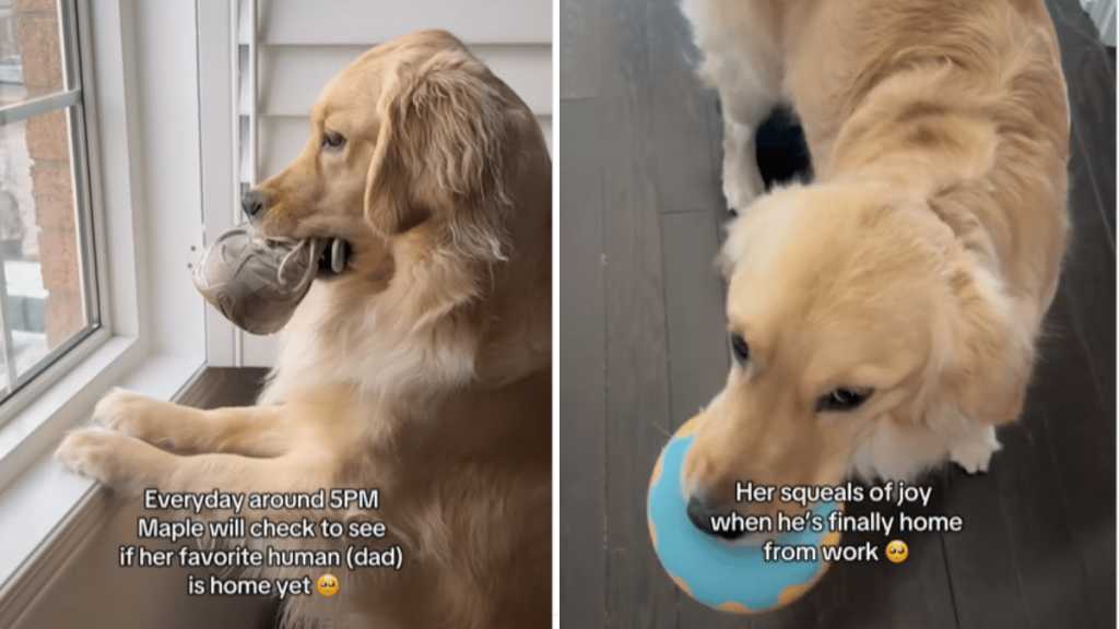 cute dog video