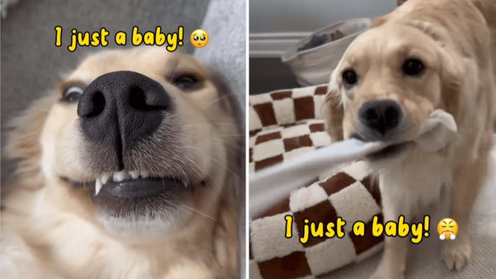 funny dog video