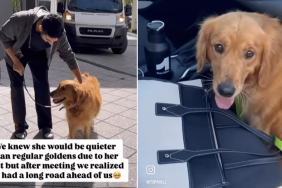 emotional dog video