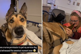 adorable dog video