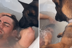 funny dog video