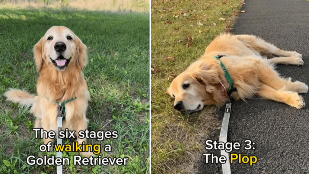 adorable dog video
