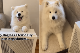 cute dog video