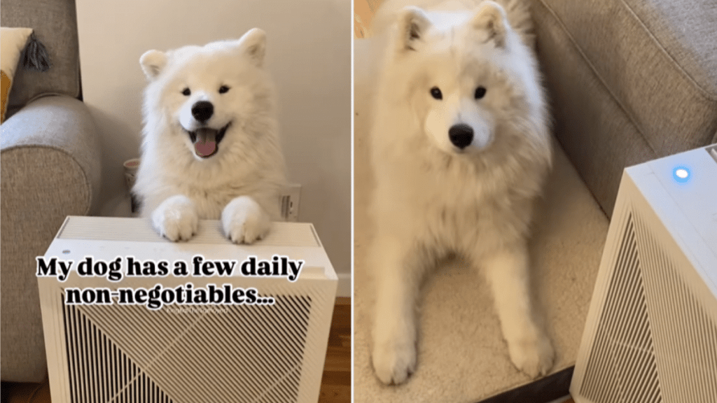 cute dog video