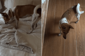 cute shelter dog video