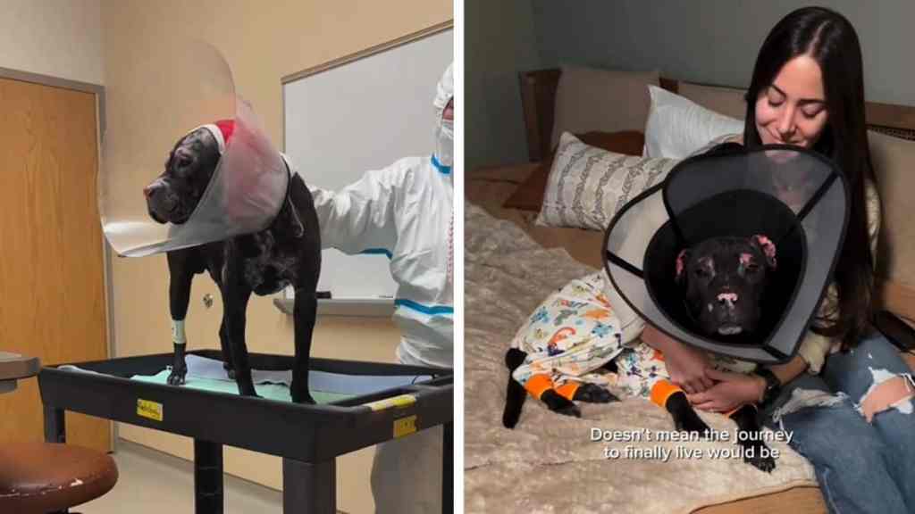 rescue dog video