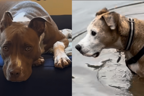 late rescue dog sibling adoption video