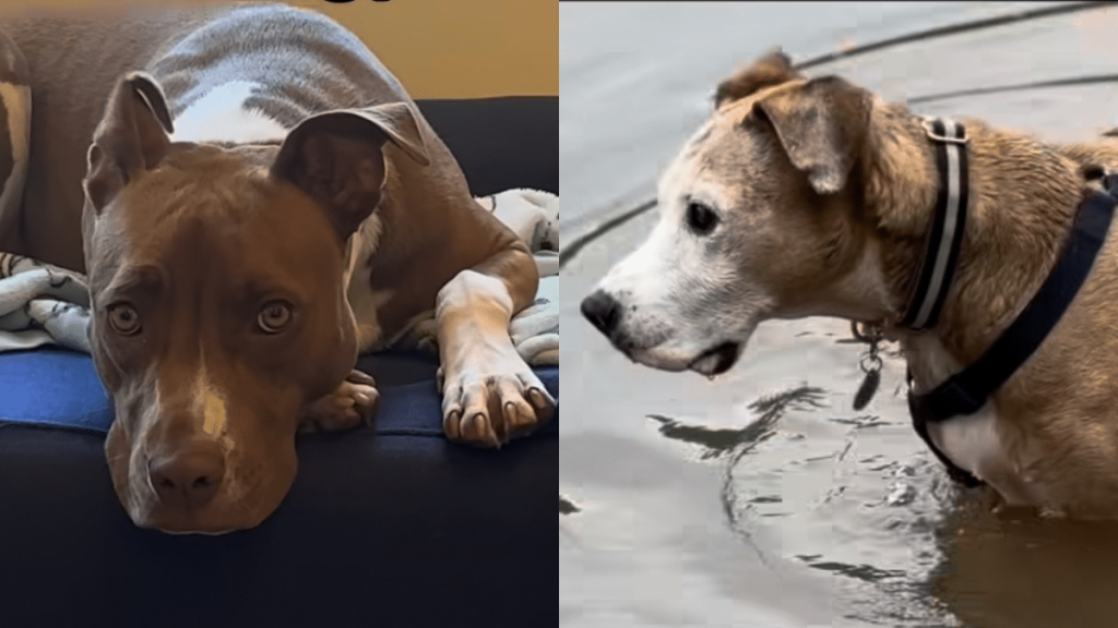late rescue dog sibling adoption video