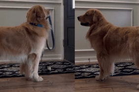dog leash video