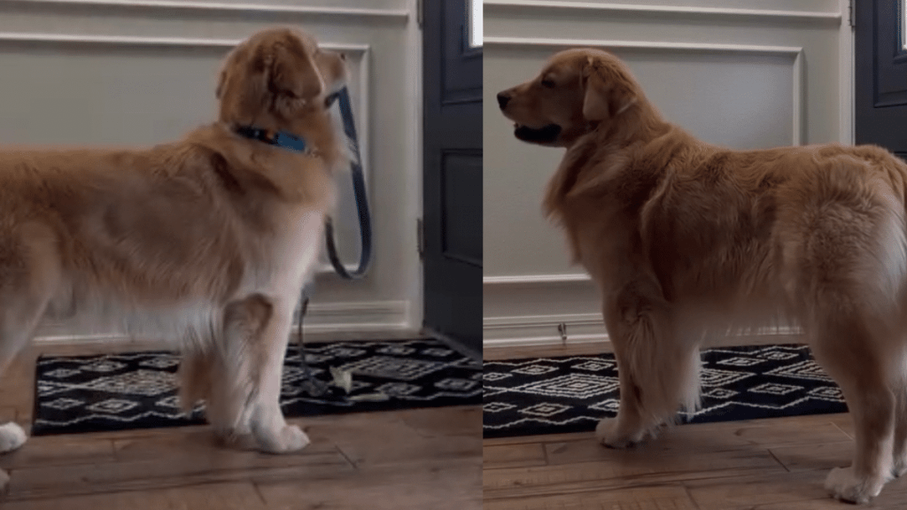 dog leash video