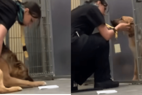 shelter dog video