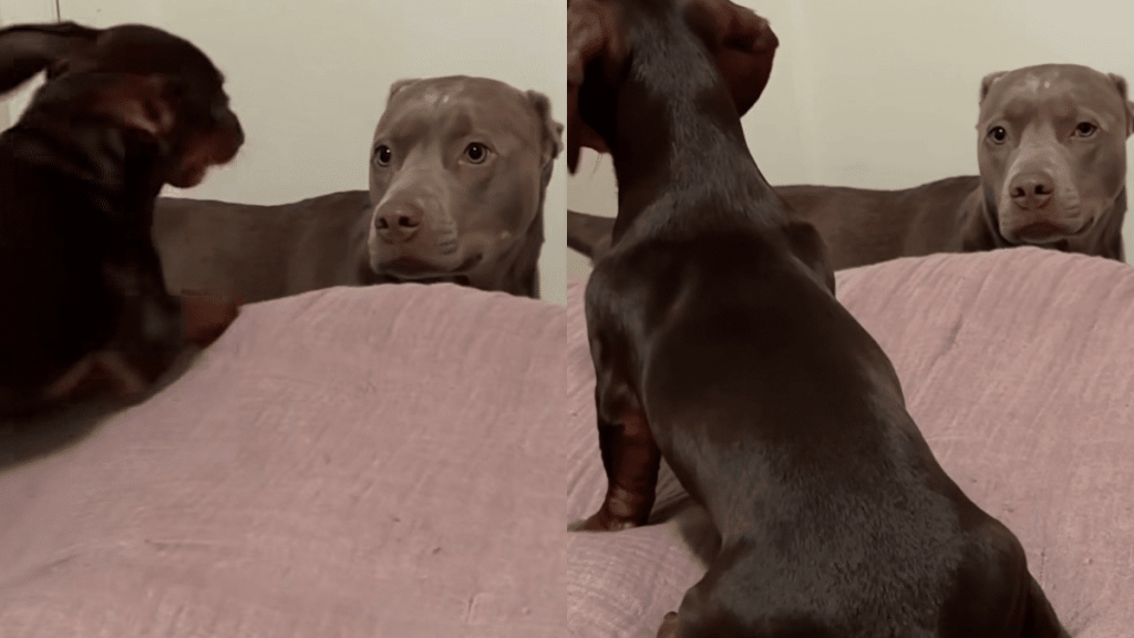 dog sister video