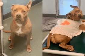dog shelter video