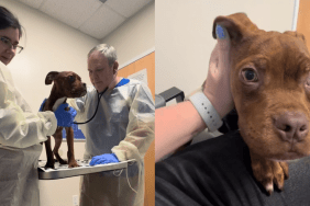 foster puppy vet visit video