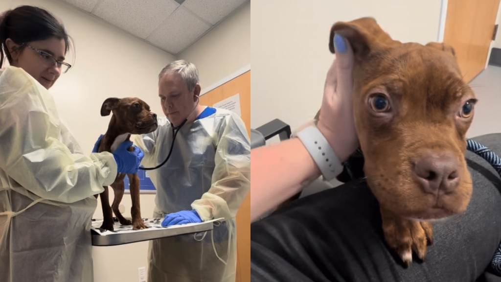 foster puppy vet visit video