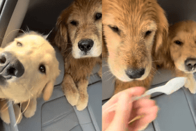 golden-retriever-puppy-vanilla-ice-cream-video