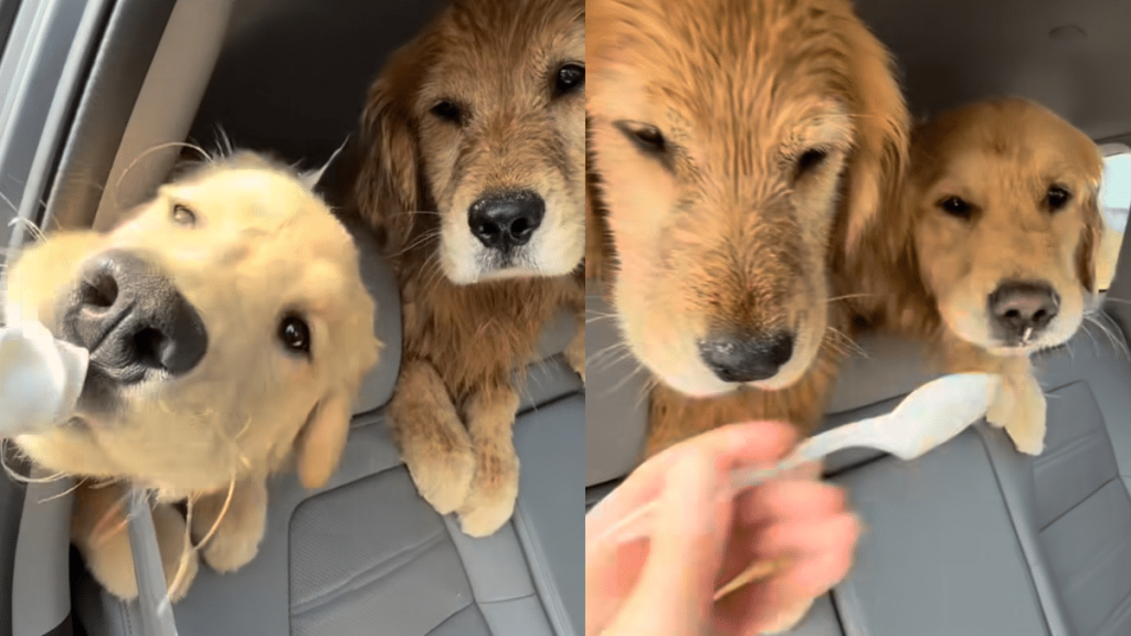 golden-retriever-puppy-vanilla-ice-cream-video
