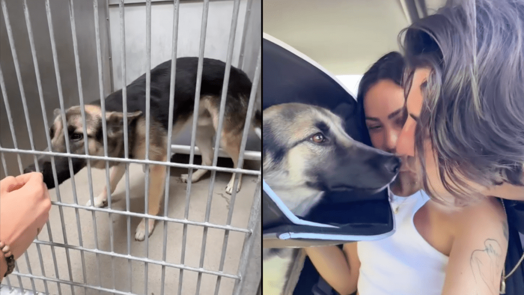 dog adoption video