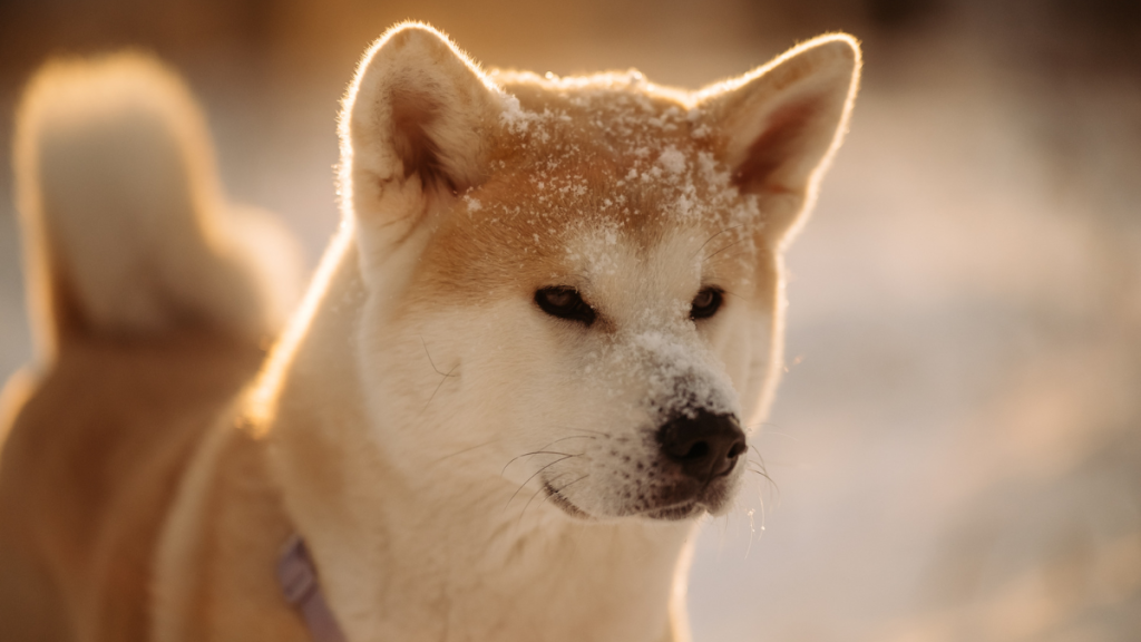 Hachi dog breed