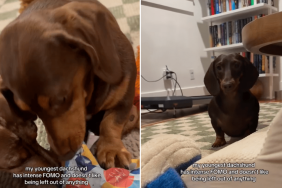 dog unwrap present