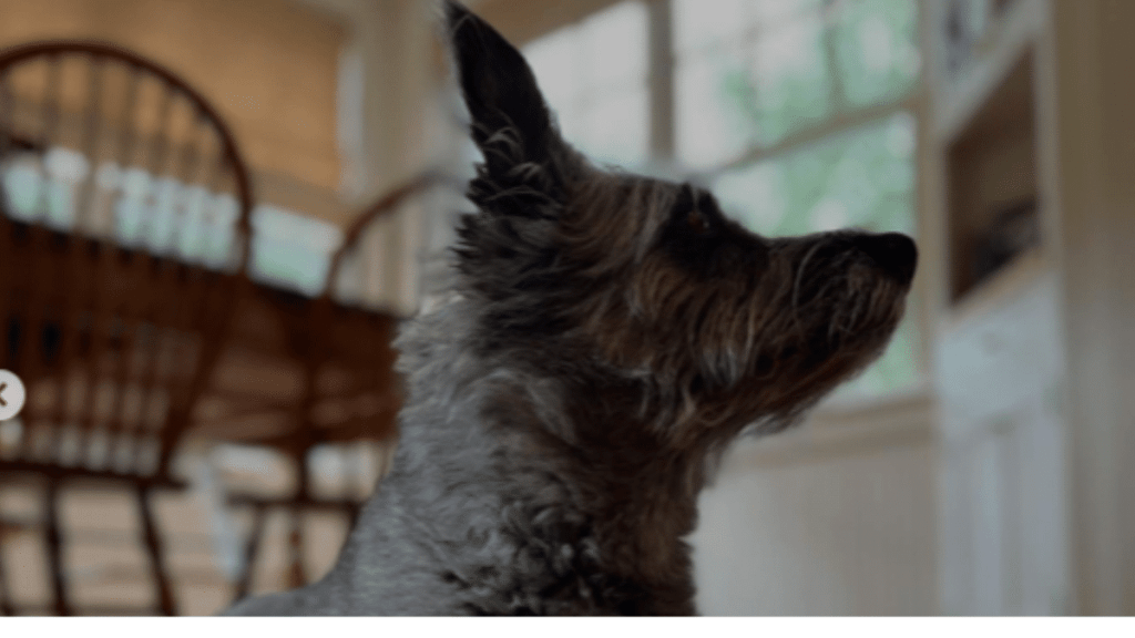 Lin-Manuel Miranda's Dog Tobillo